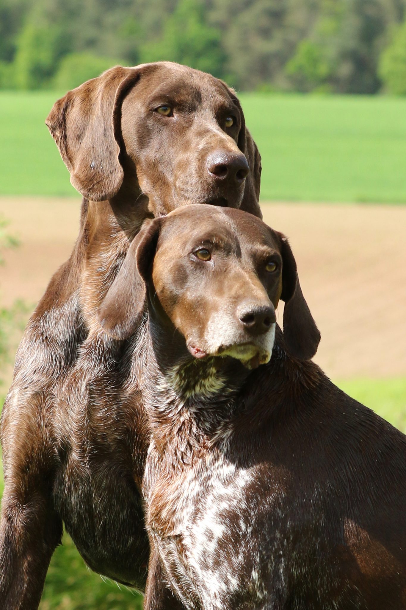 Knox KS von der Königsleite Fränkischer Verein DeutschKurzhaar e.V.
